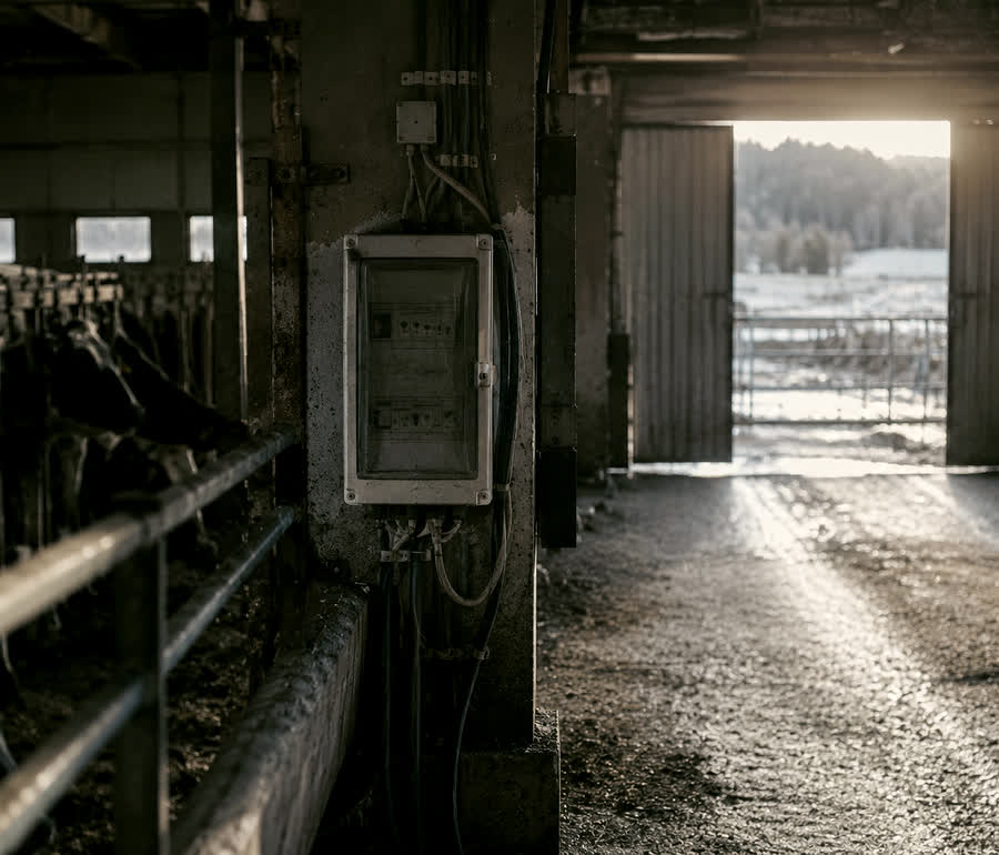 Værslitt fordelingsskap på en betongsøyle inne i en driftsbygning, med kyr bak et rekkverk til venstre.